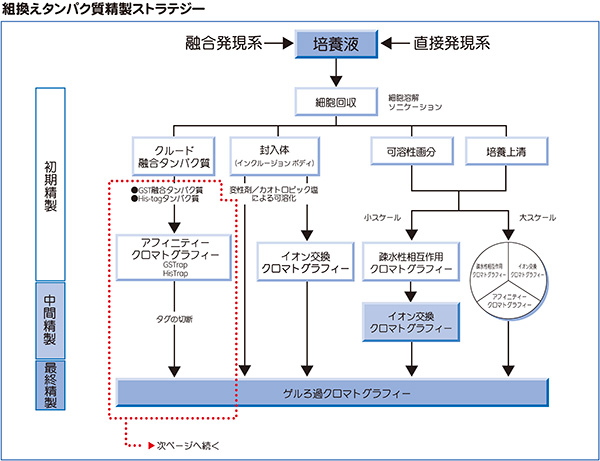 組換えタンパク質精製ストラテジー