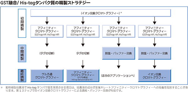 GST融合 / His-tagタンパク質の精製ストラテジー