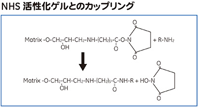 NHS活性化ゲルとのカップリング（構造式）