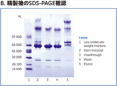 B. 精製後のSDS-PAGE確認