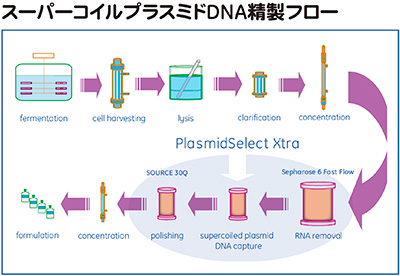 スーパーコイルプラスミドDNA 精製フロー