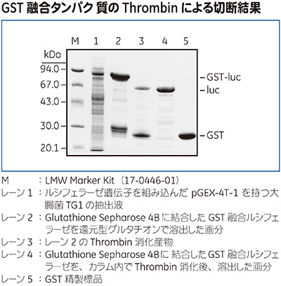 GST融合タンパク質のThrombinによる切断結果