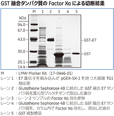 GST融合タンパク質のFactor Xaによる切断結果