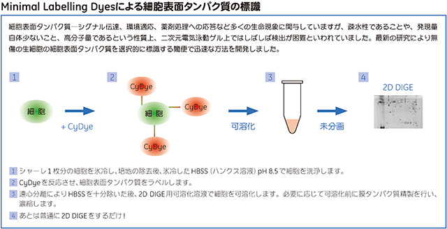 Minimal Labelling Dyesによる細胞表面タンパク質の標識