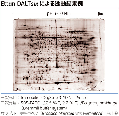 Ettan™ DALT<i>six</i> による泳動結果例 Ettan™ DALT<i>six</i> による泳動結果例