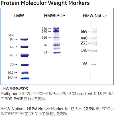 Protein Molecular Weight Markers