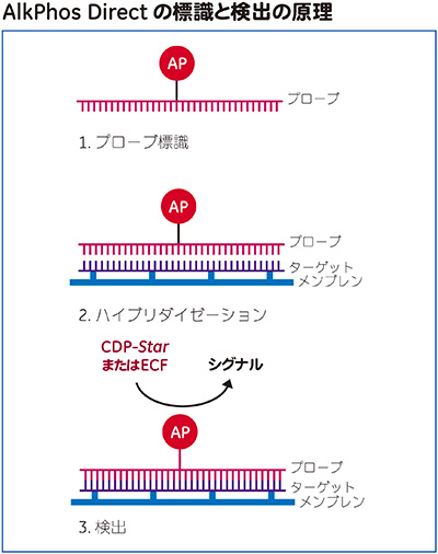 AlkPhos Directの標識と検出の原理