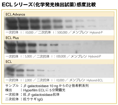 ECL™ウェスタンブロッティング化学発光検出試薬シリーズ感度比較