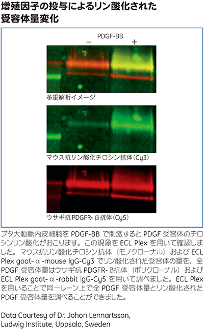 ECL Plex™を用いたPDGF受容体のチロシンリン酸化の確認