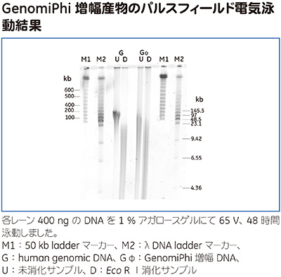 GenomiPhi™ 増幅産物のパルスフィールド電気泳動による結果 GenomiPhi™ 増幅産物のパルスフィールド電気泳動による結果