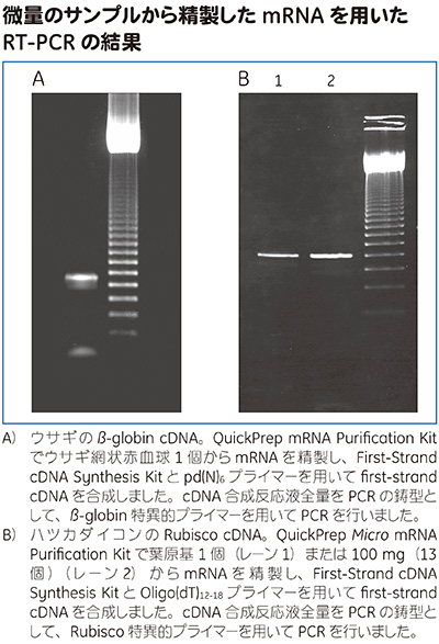 QuickPrep mRNA Purification およびQuickPrep <i>Micro</i> mRNA Purification Kit使用例 QuickPrep mRNA Purification およびQuickPrep <i>Micro</i> mRNA Purification Kit使用例