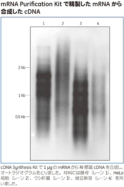 mRNA Purification Kit使用例 mRNA Purification Kit使用例