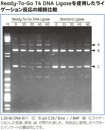 Ready-To-Go™ T4 DNA Ligaseを使用したライゲーション反応の経時比較