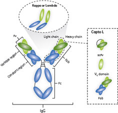 Capto™ Lとκ軽鎖の結合