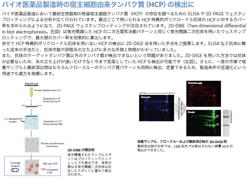 バイオ医薬品製造時の宿主細胞由来タンパク質（HCP）の検出に