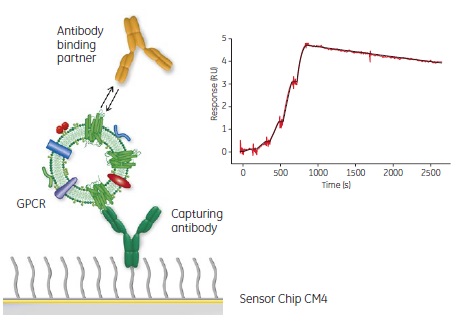 GPCRと抗体のカイネティクス測定： 図はクルードな膜タンパク質粒子を抗体でキャプチャーして、評価したい抗体（黄色）とのカイネティクス解析をシングルサイクル法で実施