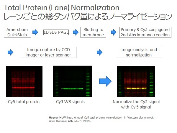 Total Protein (Lane) Normalization フロー