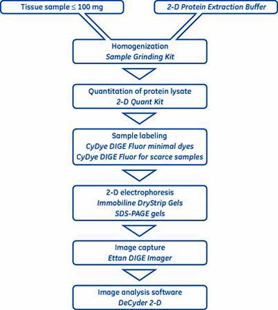 二次元電気泳動の実験フロー例 （Ettan™ DIGEの場合）