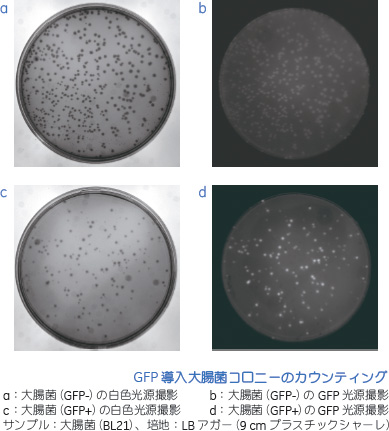 使用例：CCDカメラによる画像データ