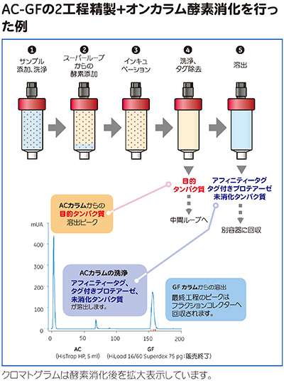 AC-GFの2工程精製＋オンカラム酵素消化を行った例