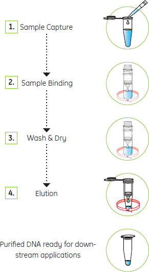 GFX™ PCR DNA and Gel Band Purification Kit