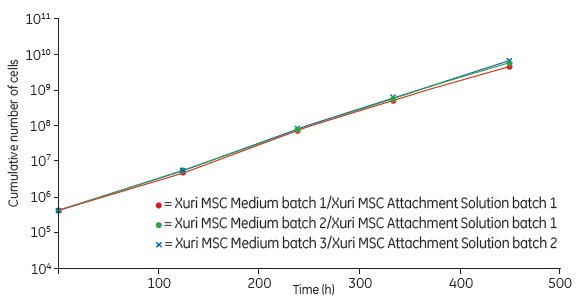 Cumulative cell number over four passages of cells cultivated in Xuri MSC Medium in T75 flasks at a seeding density of 3.75 × 105. Cultivation was started on cells at passage 2 after isolation. Three experiments above where performed with three different batches of medium on two different batches of attachment solution. Cumulative cell number over four passages of cells cultivated in Xuri MSC Medium in T75 flasks at a seeding density of 3.75 × 105. Cultivation was started on cells at passage 2 after isolation. Three experiments above where performed with three different batches of medium on two different batches of attachment solution.