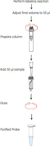 ProbeQuant™ G-50 Micro Columnsワークフロー