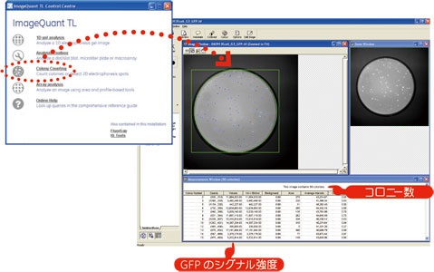 使用例：GFPを使用したコロニーカウンティングの解析結果画面