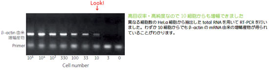 回収率が高いため10細胞から抽出できました（安定した結果を得るためには下記「選択ガイド」のサンプル量をご使用ください）