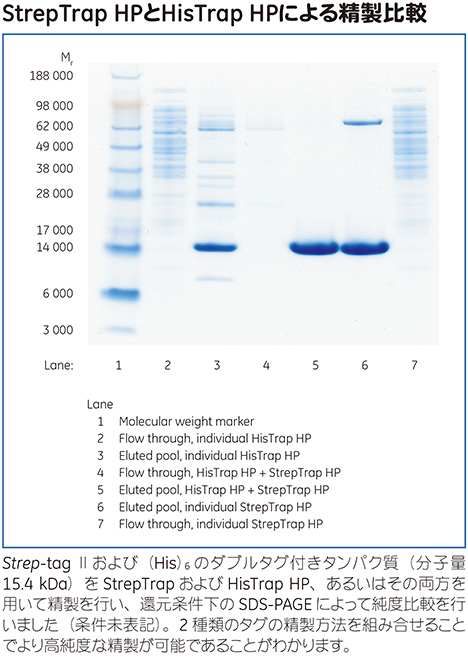 StrepTrap™ HPとHisTrap™ HPによる精製比較