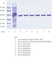 精製したGAPDH-<i>Strep</i>-tag IIのSDS-PGAE（還元状態）