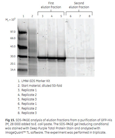 His GraviTrap™ TALONを用いて精製したGFP-His溶出画分のSDS-PAGE