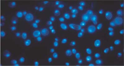 Yeast Cells on Black Cyclopore™ with DAPI Stain