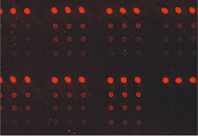 Blocking with TBS Tween 20, 0.1% Nonspecific Binding of Biotinylated Antibodies Blocking with TBS Tween 20, 0.1% Nonspecific Binding of Biotinylated Antibodies