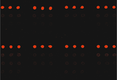Blocking with Protein Array Blocking Buffer Blocking with Protein Array Blocking Buffer