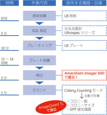 使用例：GFPを使用したコロニーカウンティングのワークフロー