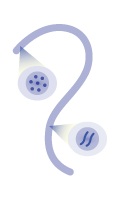 Story of chromatin diminution