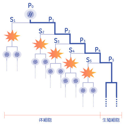 生殖細胞になる細胞では2本の染色体が受け継がれてゆきますが、体細胞となる細胞では染色質削減により多量のDNAが失われます