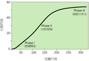 Hayflickモデル：最初は対数増殖を行いますが、分裂回数が50回に近づくほど分裂速度が低下し、50回付近でほぼ停止します