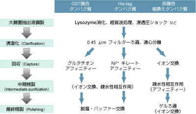 図1：組換えタンパク質精製のフローチャート