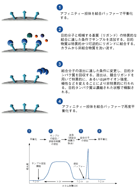 図2：典型的なアフィニティー精製の手順