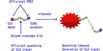 FRET_プロテアーゼアッセイ