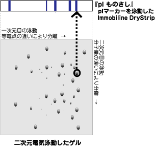 二次元電気泳動ゲル上のスポットのIpを知る