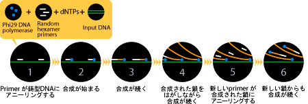 GenomiPhi™のゲノムDNAの合成模式図