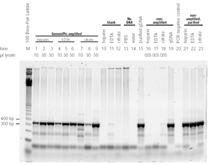 GenomiPhi™で増幅したサンプルをPCRした結果