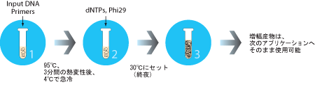 GenomiPhi™のゲノムDNAの合成模式図