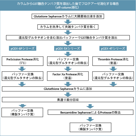 off-column消化（GST融合タンパク質を溶出後にプロテアーゼ消化する場合）