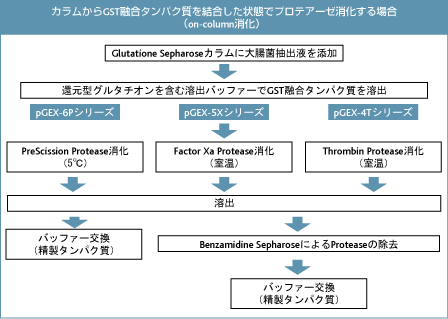 on-column消化（GST融合タンパク質をカラム中でプロテアーゼ消化する場合）