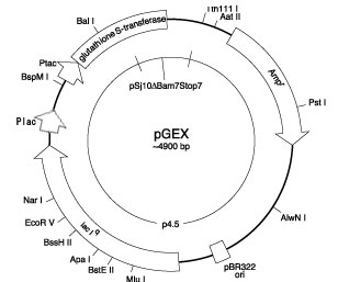 pGEXベクター