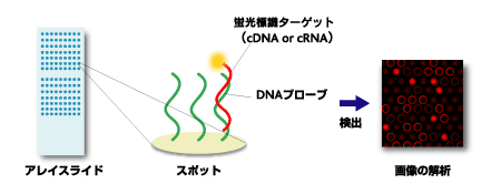 アレイ解析の流れ